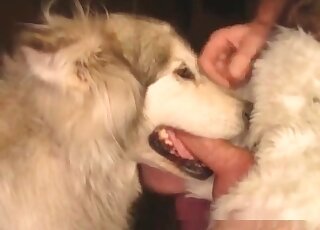 Meaty cock gets pleasured in a dog oral porn vid