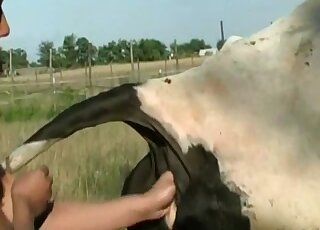 Fisting A Cow