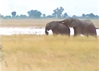 Elephant flaunting its incredibly enormous penis