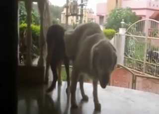 Golden Retriever sex scene, dog on dog fun