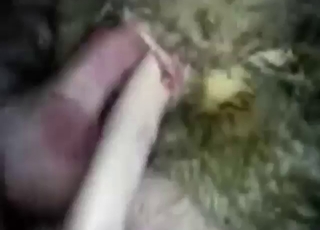 Sheep fuck scene with a guy who fucks it hard