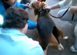 Semen extraction scene with a sexy canine