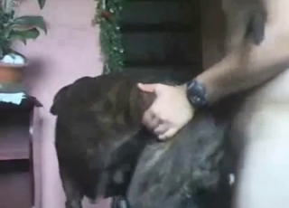 Bestiality porn with a dog getting fucked deeper