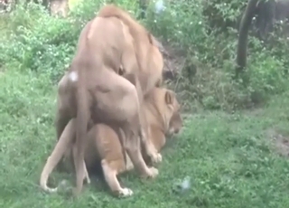 Lion fuck movie showing animals getting off