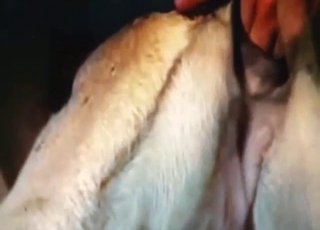 Dane with a dirty fuckhole gets fucked by a dude