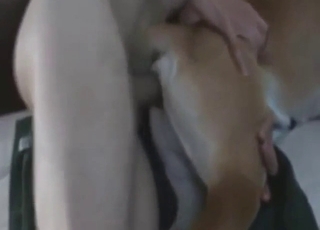 Dude has a brown dog he wants to fuck deep