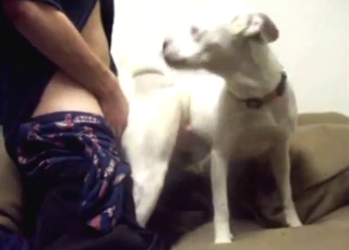White dog is going to get fucked by the zoophile