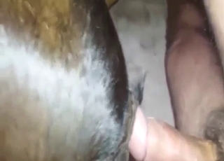 Deranged bestiality sex with a calf taking cock