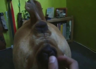 动物园色情片中的口交，令人惊叹的舔阴