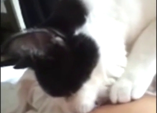 与一只性感猫咪进行乳头崇拜