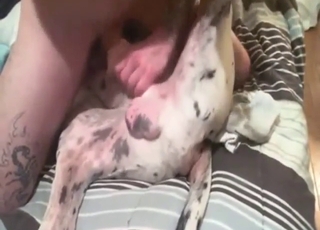 与一只淫荡的同性恋狗狗进行摩擦和交配