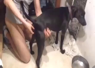 黑毛杜宾犬被更狠地鞭打