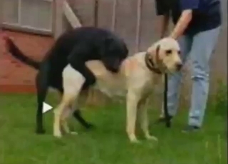 两只赤身裸体、性欲旺盛的狗最终交配，场面火辣