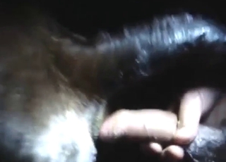 Pooping-themed zoo sex with a slutty cow
