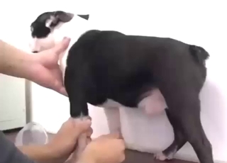 这哥们儿要帮这只杂种狗撸到高潮。