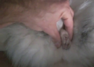 兽交色情片：暴露的性感野兽的阴部