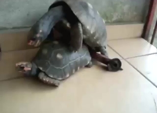 Gay turtle power, dude: outdoor anal with speed