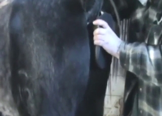 这哥们儿打算用玩具帮一匹种马射精