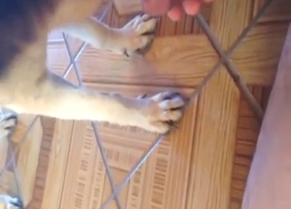 在动物园里与野兽进行口交性行为，野兽舔遍全身