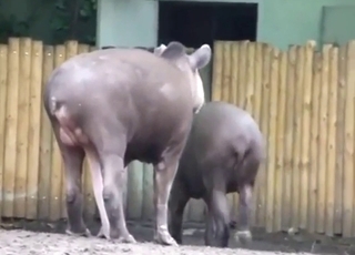 貘在户外视频中展示了它巨大的阴茎