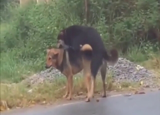 两个爱狗人士正在享受一场激烈的户外性爱