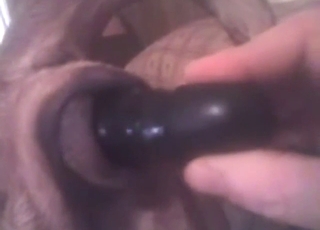 Zoophile is going to fuck a dog with a big toy