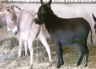 动物园性爱场景，驴撒尿等等