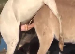 与看起来超级饥渴的动物进行混乱的性交