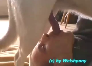 与一个给白狗口交的男人进行人兽性交