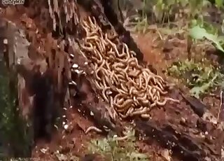 Chick sticks worms in her accurate pink pussy